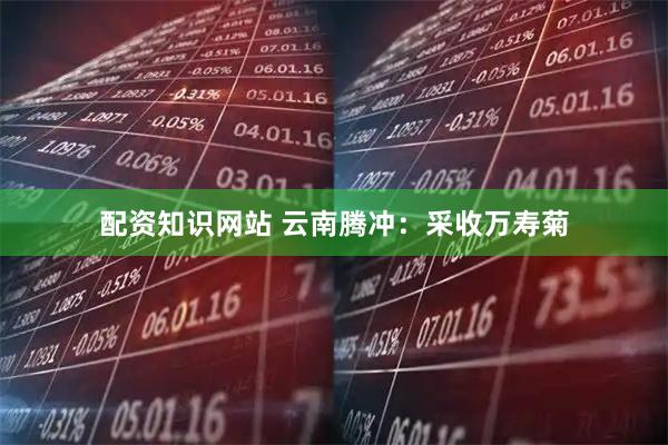 配资知识网站 云南腾冲：采收万寿菊